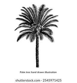 Ilustración de palmera. Palmera dibujado a mano ilustración. Dibujo de la palmera de Antiguas