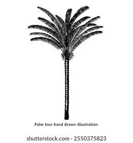 Palm tree illustration. Palm tree hand drawn illustration in vintage style. Vintage palm tree drawing