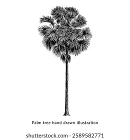 Palm tree illustration. Palm tree hand drawn illustration. Vintage palm tree line art sketch