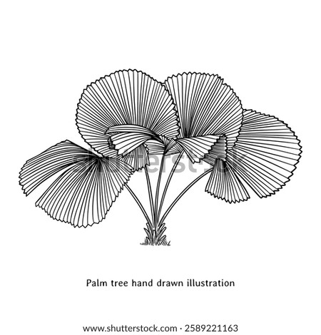 Palm tree illustration. Palm tree hand drawn illustration. Line art palm tree drawing