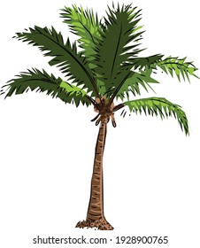 Palm tree illustration vector isolated on white background