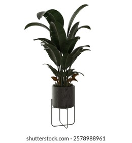 Palm Tree inside Pot with transparent background