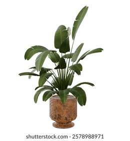 Palm Tree inside Pot with transparent background