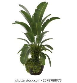 Palm Tree inside Pot with transparent background