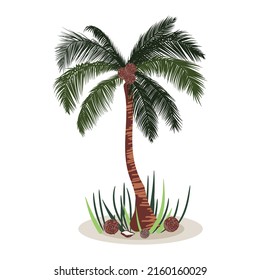 Palm tree isolated with coconuts around. Standing tropical palm tree. 
