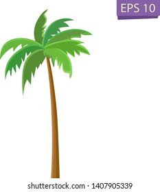 Palm tree isolated on transparent  background. 