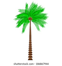 Palm tree isolated on white background - vector illustration.