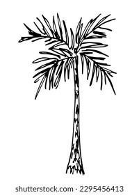 Palm tree isolated on white background. Tropical nature, vegetation. Simple vector ink sketch. Doodle black outline drawing. 