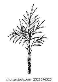 Palm tree isolated on white background. Tropical plants. Nature and vegetation. Simple black outline vector drawing. Sketch in ink.