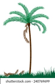 Palm tree isolated on white background-Vector illustration