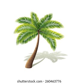 Palm tree isolated on white photo-realistic vector illustration