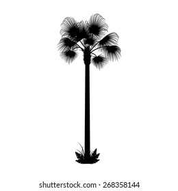 Palm tree isolated on white background