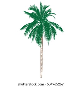 Palm Tree isolated on white. Vector illustration