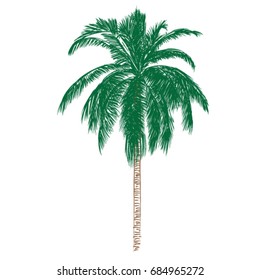 Palm Tree isolated on white. Vector illustration