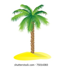 Palm tree isolated on white background / Vector