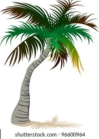 Palm tree isolated on white background
