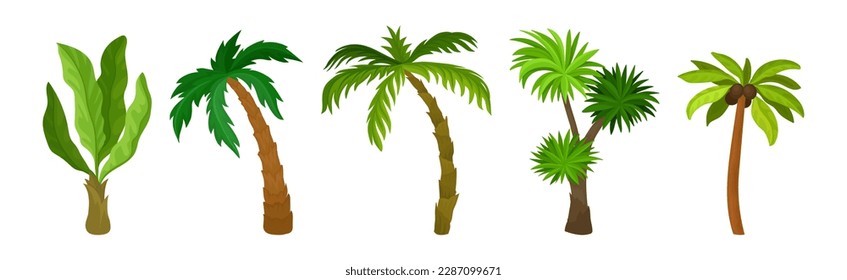 Palm Tree with Large Evergreen Leaves and Unbranched Stem or Trunk Vector Set