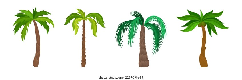 Palm Tree with Large Evergreen Leaves and Unbranched Stem or Trunk Vector Set