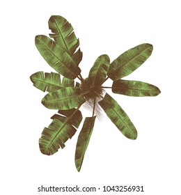 palm tree with large leaves top view, sketch vector graphics colored drawing