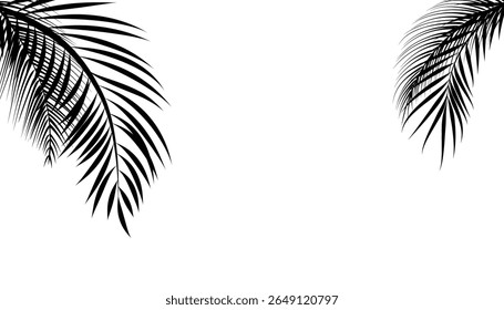 Palm tree leaf abstract background. palm tree leaves pattern on white background. natural background. palm leaf silhouette