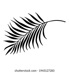 
Palm Tree Leaf Black Silhouette Vector Drawing.Tropical leaves stencil shadow isolated on white background. Posters, Cards, Photo,Overlay, Print, Vinyl wall sticker decal. Plotter laser cutting file.