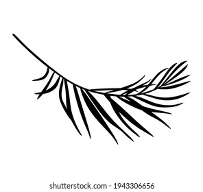 Palm Tree Leaf Black Silhouette Vector Drawing.Tropical leaves stencil shadow isolated on white background. Posters, Cards, Photo,Overlay, Print, Vinyl wall sticker decal. Plotter laser cutting file.