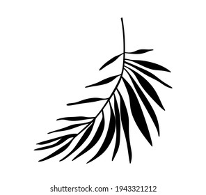 Palm Tree Leaf Black Silhouette Vector Drawing.Tropical leaves stencil shadow isolated on white background. Posters, Cards, Photo,Overlay, Print, Vinyl wall sticker decal. Plotter laser cutting file.