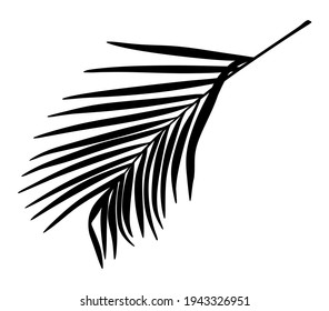 Palm Tree Leaf Black Silhouette Vector Drawing.Tropical leaves stencil shadow isolated on white background. Posters, Cards, Photo,Overlay, Print, Vinyl wall sticker decal. Plotter laser cutting file.