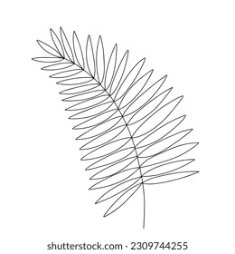 Palm tree leaf doodle illustration. Vector hand drawn palm tree leaf isolated