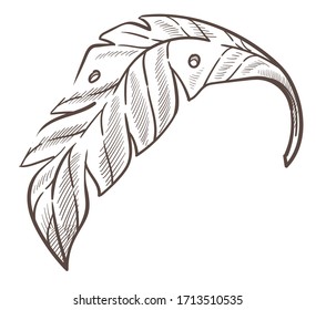 Palm tree leaf isolated sketch, wild nature botanical plant vector. Tropical species, hand drawn island flora and exotic vegetation. Summer holidays symbol, foliage pencil drawing, botany element