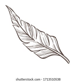 Palm tree leaf isolated sketch, wild nature botanical plant vector. Tropical species, hand drawn island flora and exotic fruits growing. Summer holidays symbol, foliage pencil drawing, botany