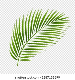 Hojas De Árbol De Palma De Fondo Blanco Aislado Con Malla De Gradiente, Ilustración Vectorial