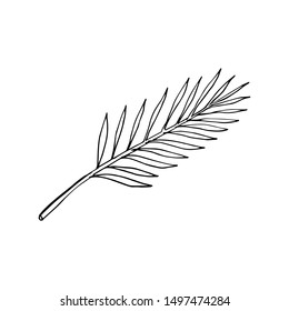 Palm tree leaf. Line art doodle sketch. Black outline on white background. Picture can be used in greeting cards, posters, flyers, banners, logo, botanical design etc. Vector illustration. EPS10