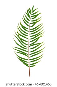 Palm Tree Leaf  Silhouette Isolated on White Background Vector Illustration EPS10
