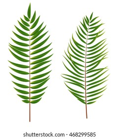Palm Tree Leaf  Silhouette Isolated on White Background Vector Illustration EPS10