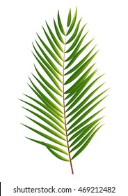 Palm Tree Leaf  Silhouette Isolated on White Background Vector Illustration EPS10