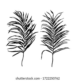 Palm Tree Leaf Silhouette. Vector Illustration EPS8. 