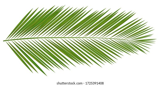 Palm tree leaf tropical icon