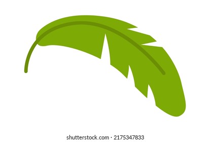 Palm Tree leaf. Vector illustration