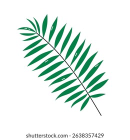 Palm tree leaf vector isolated element. Illustration of tropical leaves, cute plant decorative doodle object
