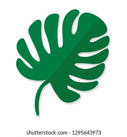 palm tree leave, Monstera tropical plant- vector illustration