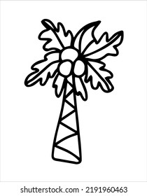 Palm tree with leaves and coconuts, an exotic tree. Icon, clipart, icon, sketch, logo, template, layout, design. Vector black-and-white hand-drawn illustration. Isolated object on a white background.