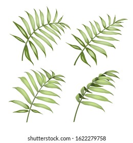 Palm tree leaves collection. Black line silhouette set of cycas leaves isolated on white background. Vector sketch botanical illustration.