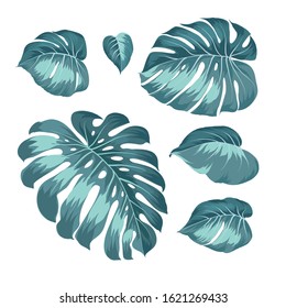 Palm tree leaves collection. Hand drawn set of monstera leaves isolated on white background. Vector sketch botanical illustration.