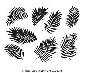 Palm tree leaves. Collection of vector tropical leaves, floral set.
