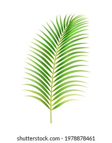 Palm tree leaves, decorative exotic flowers and plants. Small elongated flora with fleshy stem. Beach or seaside garden plant. Island vegetation summertime or spring. Realistic 3d cartoon vector