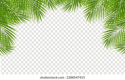Palm Tree Leaves Leaves Frame Isolated And Transparent Background

