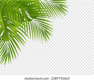 Palm Tree Leaves Leaves With Frame Isolated Transparent Background , Vector Illustration