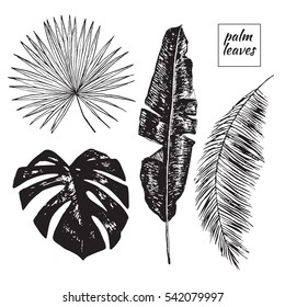 palm tree leaves graphic set