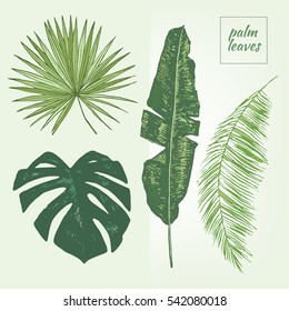 palm tree leaves graphic set
